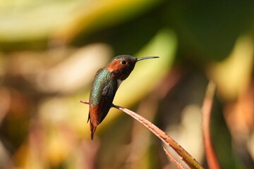Allen's hummingbird (Selasphorus sasin) is a species of hummingbird that breeds in the western United States.