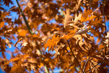 Autumn Oak Leaves against Blue Sky