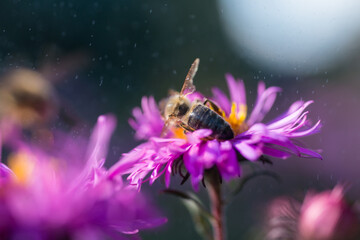 Honey bee on pink flower with water droplets