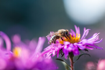 Honey bee on pink flower with water droplets