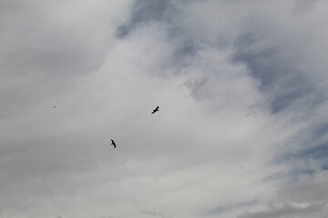 bird flying in the air