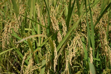 黄金色に稔った稲穂