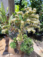 Blooming Crassula (lat.- Crassula) in the greenhouse