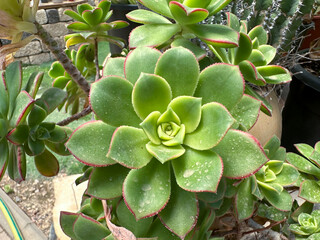 Succulent plant Echeveria (lat.- Echeveria)