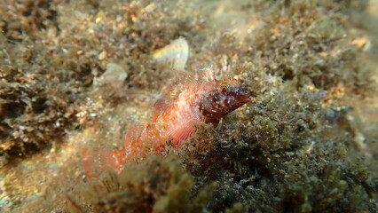 Red-black triplefin (Tripterygion tripteronotum) undersea, Ligurian Sea, Italy, Imperia