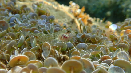 Red-black triplefin (Tripterygion tripteronotum) undersea, Ligurian Sea, Italy, Imperia