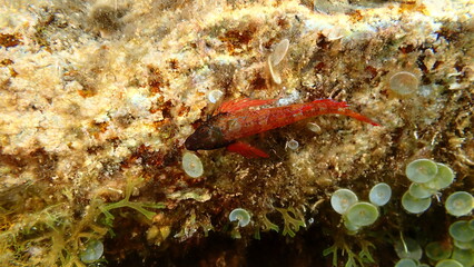 Red-black triplefin (Tripterygion tripteronotum) undersea, Ligurian Sea, Italy, Imperia