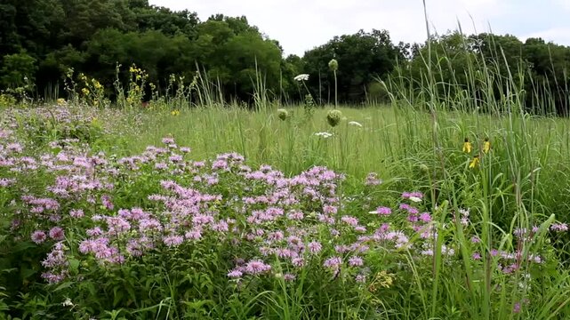 Pink flowers of Wild Bergamot, or Bee Balm, and other wildflowers wave in the breeze on an Illinois prairie