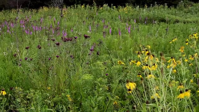 Yellow Prairie Coneflowers and other native wildflowers blow in the wind on a restored and protected prairie in Lake County, Illinois