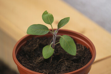 Close-up of a seedling of a honeydew melon plant