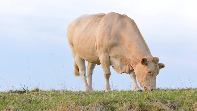 Charolais cow close-up on green meadow. Light-colored cow grazing on grassy hill