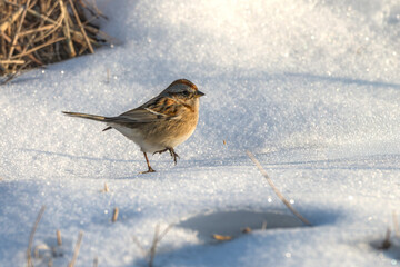 Chipping sparrow walking in the snow.
