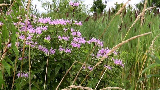 Pink flowers of Wild Bergamot, or Bee Balm, and other wildflowers and grasses wave in the breeze on an Illinois prairie