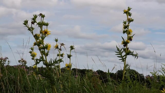 A tall, blooming Compass Plant blows in the wind on the prairie in northern Illinois
