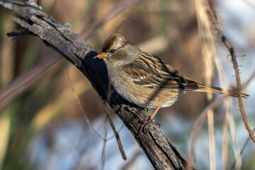 Juvenile white-crowned sparrow perched on a branch.