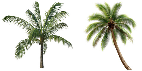 Obraz premium A Palm Tree isolated with transparent background