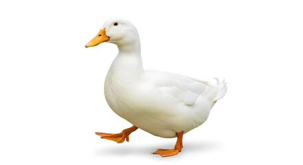 Fototapeta premium white duck isolated on white
