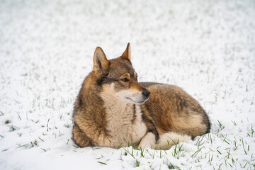 a domestic dog on a snow-covered lawn guards the territory, winter day