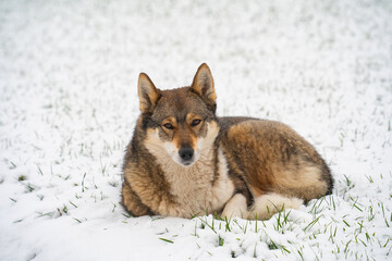 a domestic dog on a snow-covered lawn guards the territory, winter day