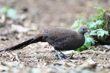 The bronze-tailed peacock-pheasant (Polyplectron chalcurum) is also known as the Sumatran peacock-pheasant.