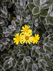 Brachyglottis 'Sunshine', Edinburgh, Scotland, United Kingdom