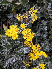 Brachyglottis 'Sunshine', Edinburgh, Scotland, United Kingdom