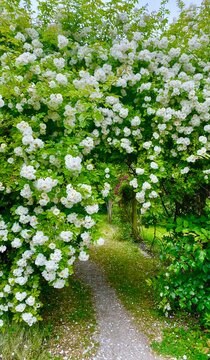 white rose flowers in the rose garden of Provins