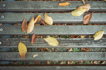 ベンチに散った落ち葉