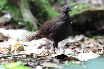 The bronze-tailed peacock-pheasant (Polyplectron chalcurum) is also known as the Sumatran peacock-pheasant.