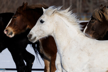 Obraz premium 冬に走る馬の群れ