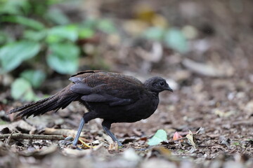 The bronze-tailed peacock-pheasant (Polyplectron chalcurum) is also known as the Sumatran peacock-pheasant.
