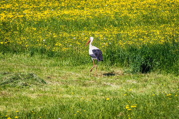 White stork on a meadow covered with yellow dandelion flowers in Poland © Fotokon