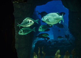 Obraz premium So called Wreckfish and grey snappers fishes in the water