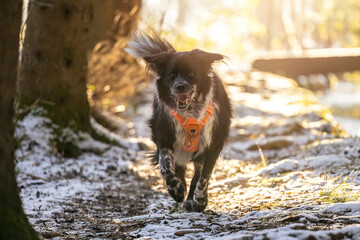 Naklejka premium Border Collie mix running on snowy forest path in bright winter sunlight, energetic outdoor dog action