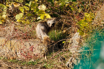 日中に現れた病気の狸
