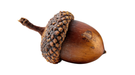 Acorn nut with cap and stem on transparent background displaying nature, autumn, organic symbol