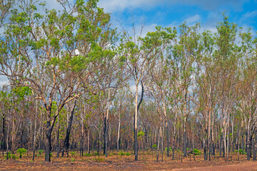 Fire Damage on a Regrowing Eucalyptus Forest