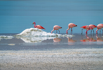 James' Flamingo Feeding in a Salt Lake