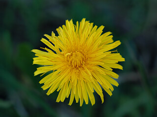 Bright yellow dandelion blooming in a green meadow on a sunny day during springtime