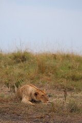 Lioness crouching low while stalking in tall grass, Maasai Mara, Kenya