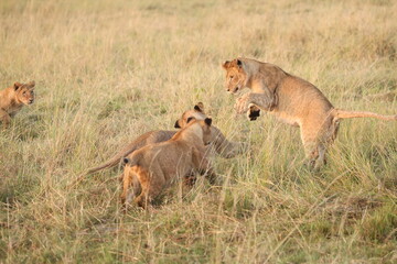 Playful lion cubs wrestling in tall grass, Maasai Mara, Kenya