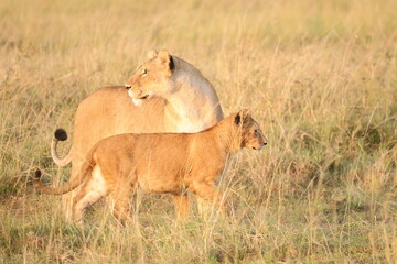 Lioness walking with her cub in golden savanna light, Maasai Mara, Kenya