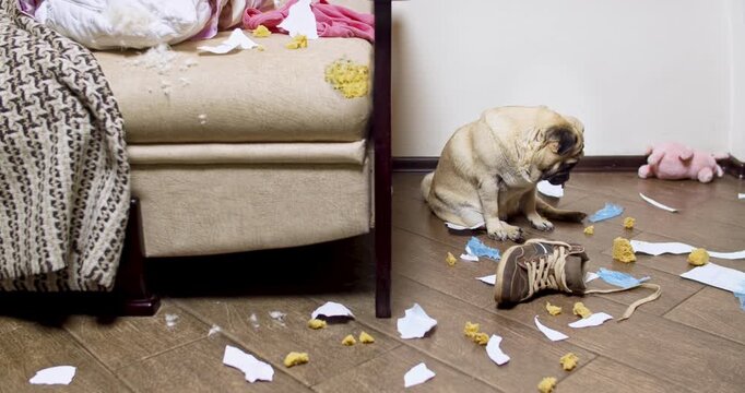 Guilty Pug in Messy Living Room After Destruction. Naughty Dog Left Alone at Home Making Big Mess. Funny Pet Misbehavior. Funny Pug left alone at home with guilty expression and pet behavior problem