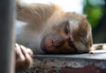 Tired Monkey Lying Down in Natural Light