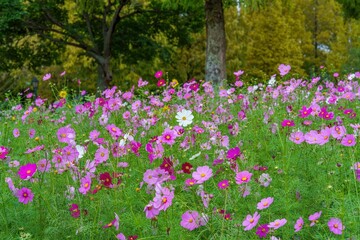 カラフルな満開のコスモス畑の情景