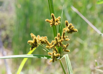 Flowering Cyperus glomeratus