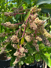 Blossoms Mango Indian (Mangifera indica)