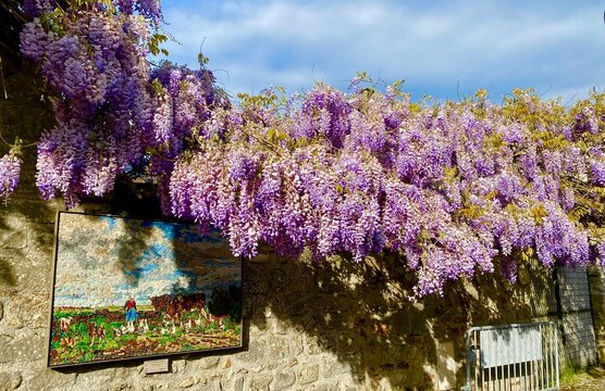 Beautiful purple wisteria blooming in the artsy village of Barbison in France - Powered by Adobe