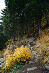 Autumn trail winding through wild forest on route to Balea Waterfall along Transfagarasan Highway.