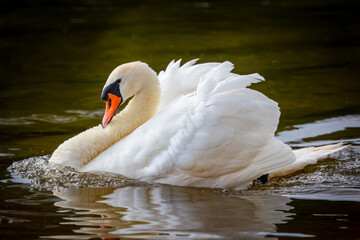 Close-up of a beautiful white mute swan (Cygnus olor) swimming in green water. Its wings are fluffed in a "busking" or threat posture, showcasing powerful elegance.